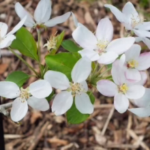 Malus 'Jack Humm' (Crabapple) flowers.