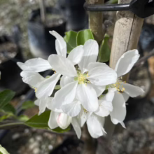 Malus 'Jelly King' (Crabapple) flowers.