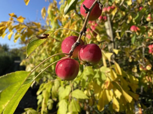 <i>Malus</i> 'Jelly King'