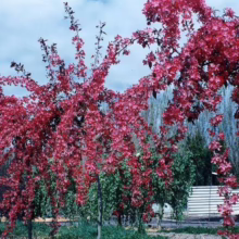 Malus 'Kaitoke' (Crabapple) spring branches.