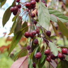 Malus 'Kaitoke' (Crabapple) fruit.