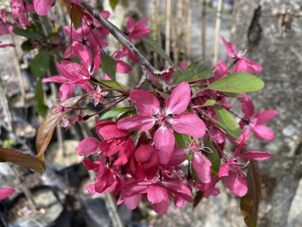 <i>Malus</i> 'Kaitoke'