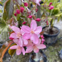 Malus 'Lambada' (Crabapple) flower.