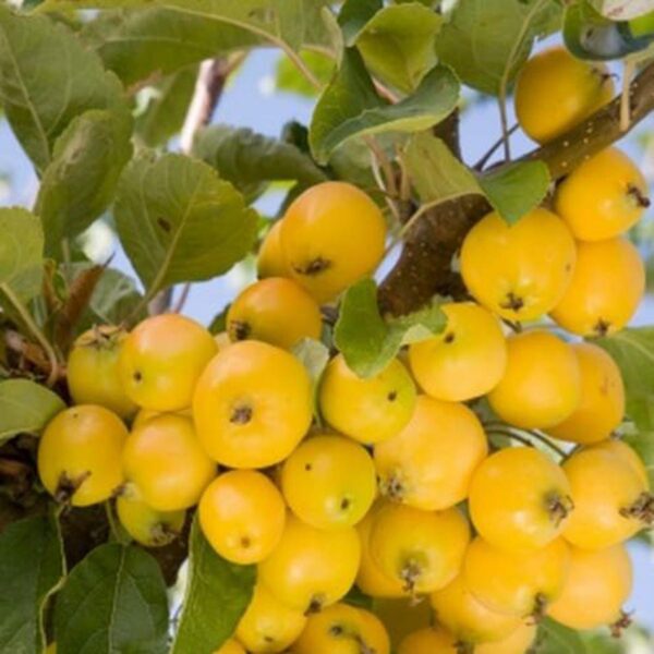 <i>Malus</i> 'Mt Aurum'