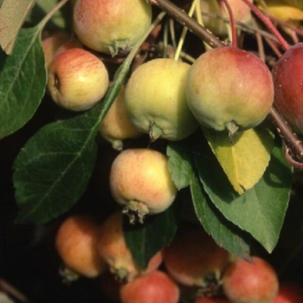 <i>Malus</i> 'Mt Earnslaw'