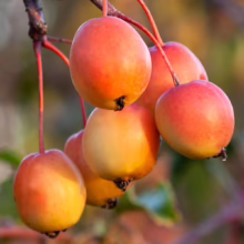 Malus 'Pearlie Emma' (Crabapple) fruits.