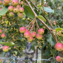 Malus 'Red Jade' (Crabapple)