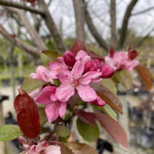 Malus 'Red Top' (Crabapple) flowers.