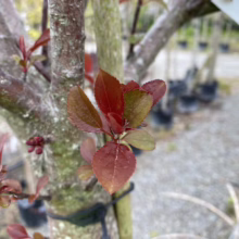 Malus 'Red Top' (Crabapple) foliage.