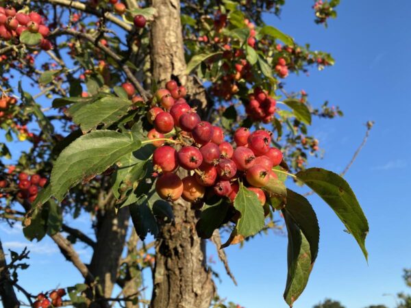 <i>Malus</i> 'Red Top'