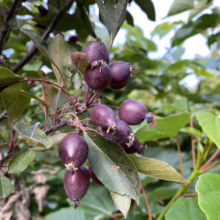 Malus 'Strathmore' (Crabapple) fruit.