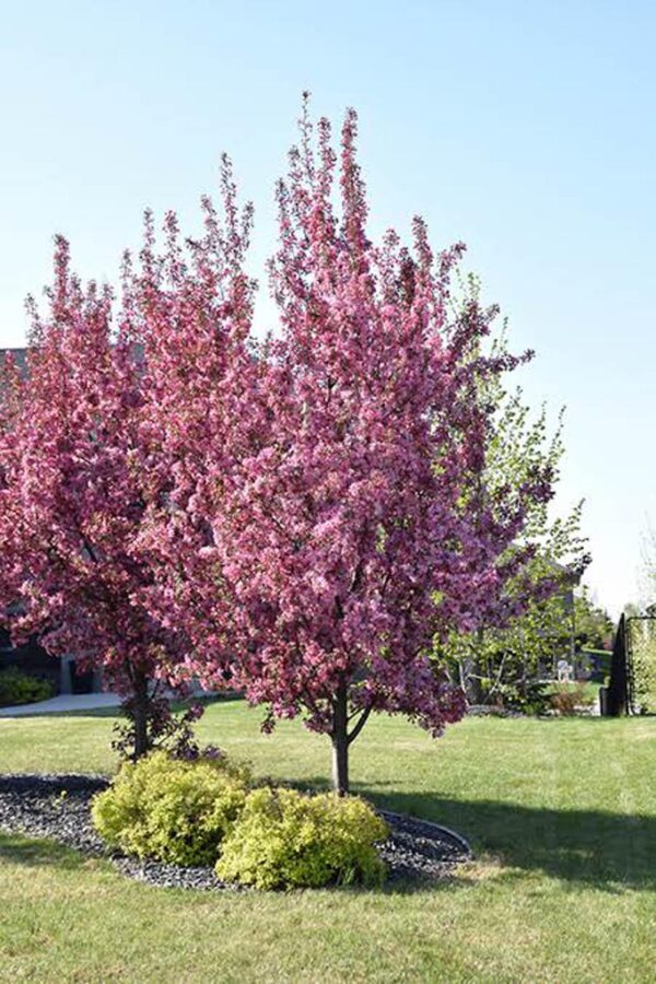 <i>Malus</i> 'Strathmore'