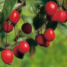 Malus 'Tom Matthews' (Crabapple) fruit.