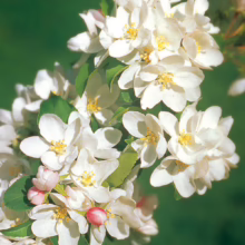 Malus 'Tom's Gold' (Crabapple) flower.