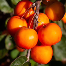 Cluster of vibrant orange crabapples ripening on a branch, illuminated by sunlight. The small, round fruits are densely packed, showcasing their smooth skin and natural beauty.