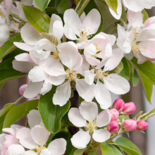 Malus 'Tom's Red' (Crabapple) flower.