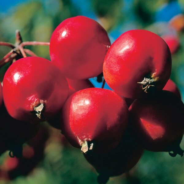 <i>Malus</i> 'Tom's Red'