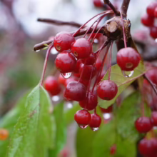 Malus toringo 'Snowbright' (Crabapple) fruit.