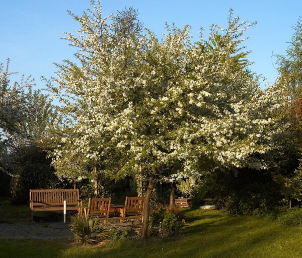 <i>Malus toringo</i> 'Snowbright'