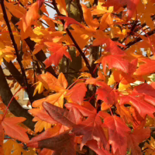 Malus trilobata (Crabapple) autumn foliage.