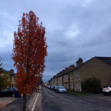 Malus trilobata (Crabapple) as a street tree.