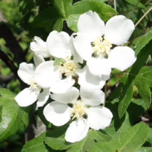 Malus trilobata (Crabapple) flowers.