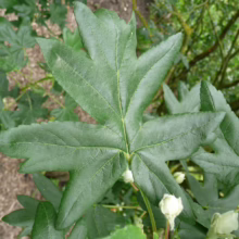 Malus trilobata (Crabapple) leaf.
