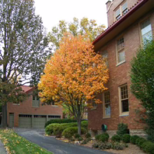 Autumn scene with a vibrant orange tree in front of a brick house. Lush green lawn and driveway lead to a garage with red tile roof. A taller, darker tree stands to the left, contrasting with the bright fall foliage.