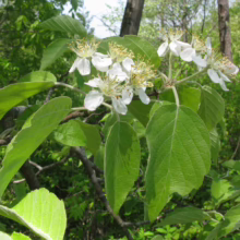 Cluster of fragrant Allegheny serviceberry flowers with delicate white petals and yellow stamens, against a backdrop of lush green leaves and woodland trees.