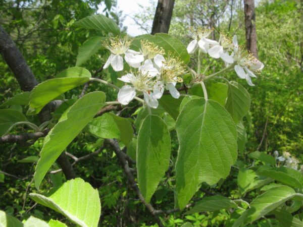 <i>Malus tschonoskii</i> - Image 3