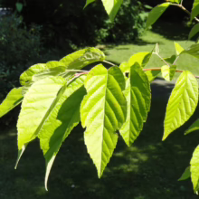 Sunlit green leaves with prominent veins and serrated edges on a tree branch, set against a blurred background of grass and foliage.