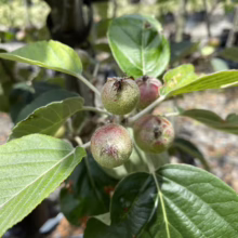 Malus tschonoskii (Chonosuki Crabapple) fruit.