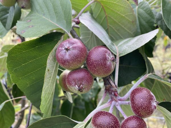 <i>Malus tschonoskii</i> - Image 6