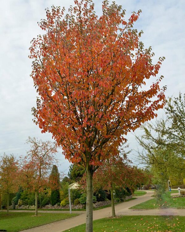 <i>Malus tschonoskii</i>