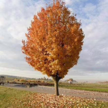 Malus tschonoskii (Chonosuki Crabapple) form.