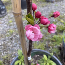 Malus 'Van Eseltine' (Crabapple) buds.