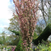 Malus 'Van Eseltine' (Crabapple) form.