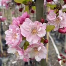 Malus 'Van Eseltine' (Crabapple) flowers.