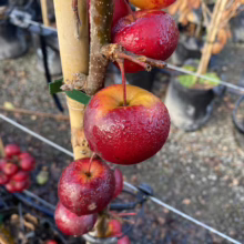 Malus 'Wright's Scarlet' (Crabapple) fruit.