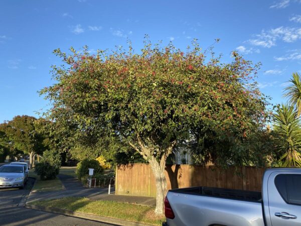 <i>Malus</i> 'Wright's Scarlet'