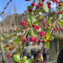 Malus x floribunda (Japanese Crabapple) buds at Leafland.