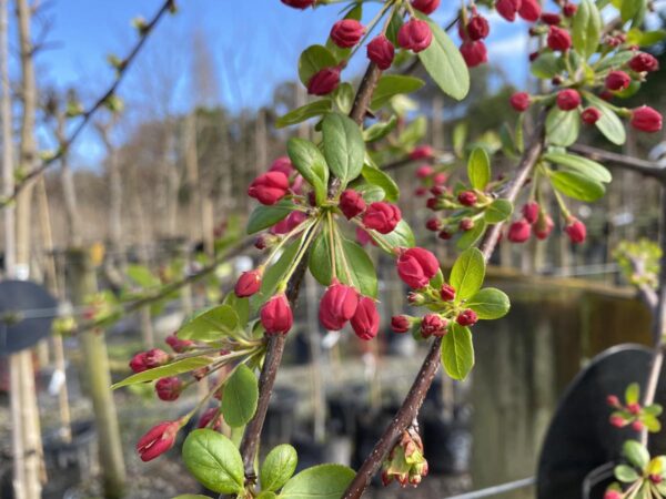 <i>Malus</i> x <i>floribunda</i> - Image 2