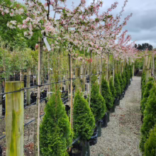 25L Malus x floribunda (Japanese Crabapple) at Leafland.