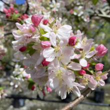 Malus x floribunda (Japanese Crabapple) flowers at Leafland.