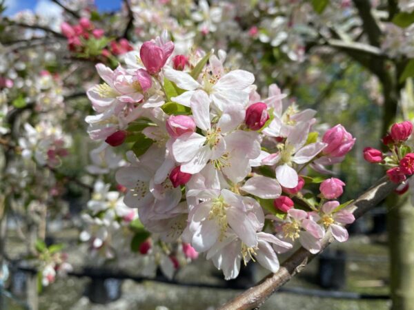 <i>Malus</i> x <i>floribunda</i> - Image 3