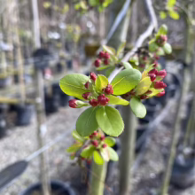 Malus x floribunda (Japanese Crabapple) new foliage.