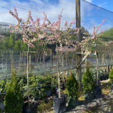 45L Malus x floribunda (Japanese Crabapple) at Leafland.