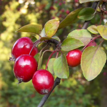 Malus x floribunda (Japanese Crabapple) fruit.