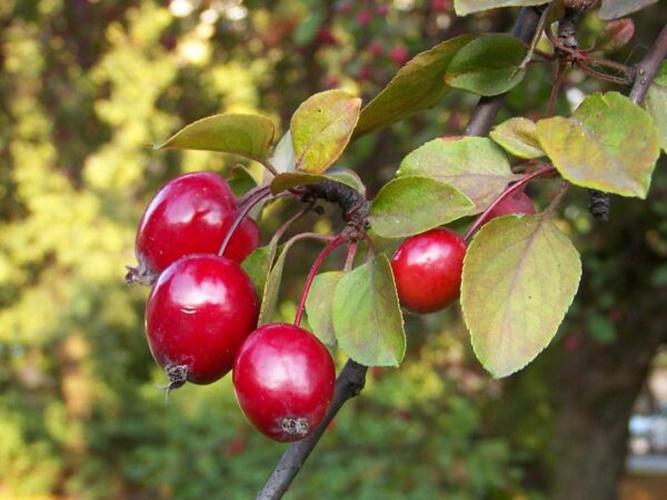 <i>Malus</i> x <i>floribunda</i> - Image 5