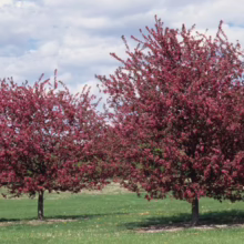 Malus x moerlandsii 'Profusion' (Crabapple) trees.
